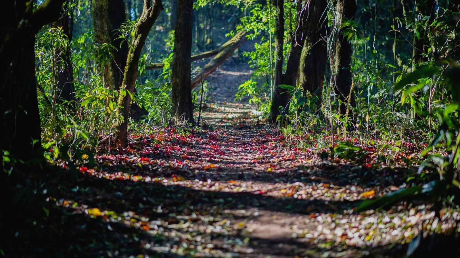 Forest light