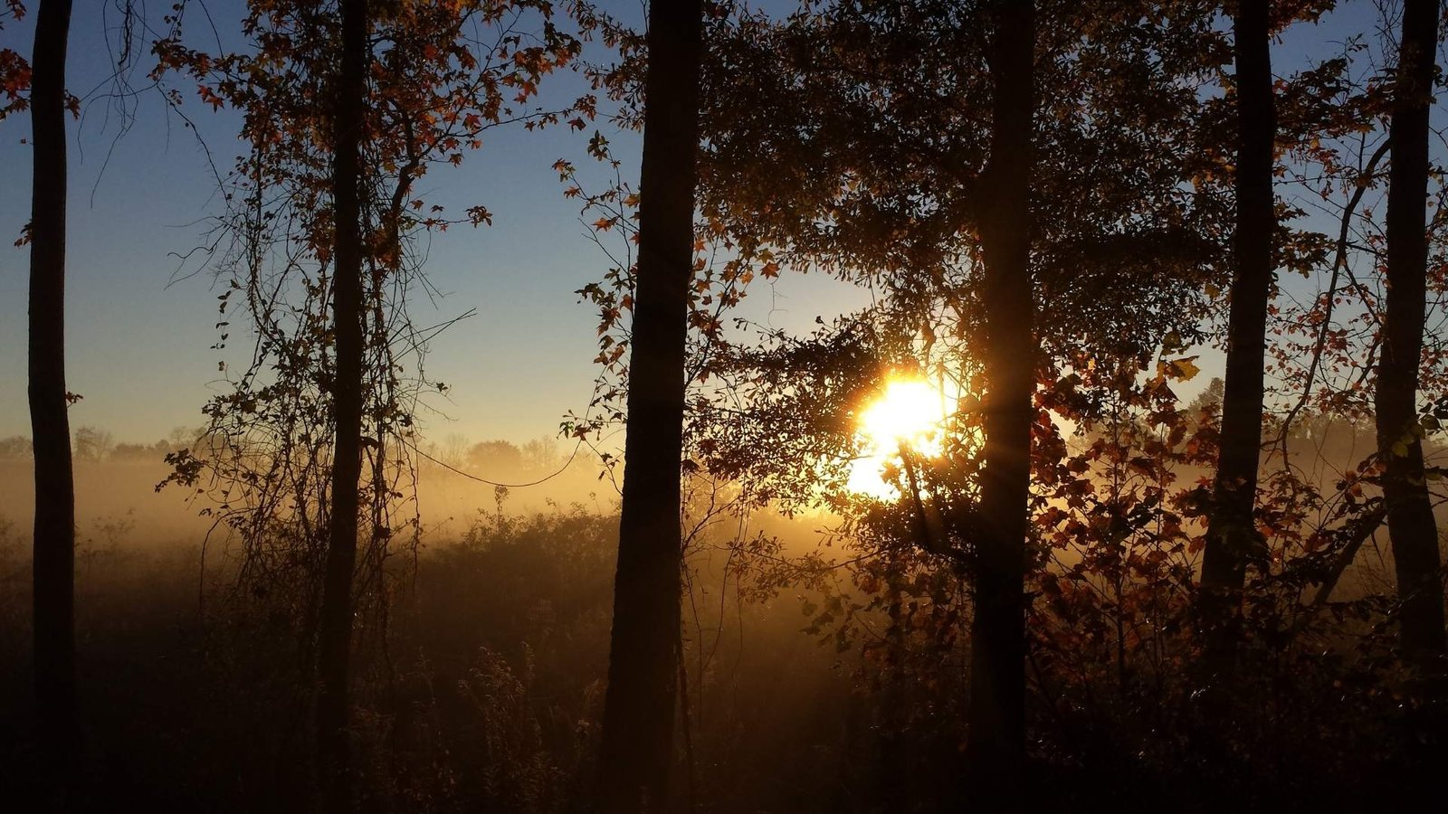 forest dawn meditation