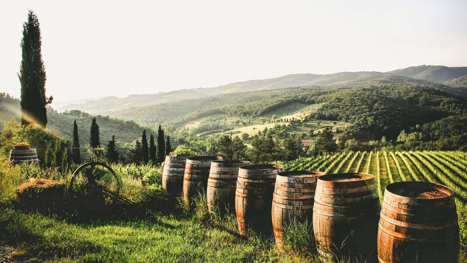 Small Tuscan vineyard view
