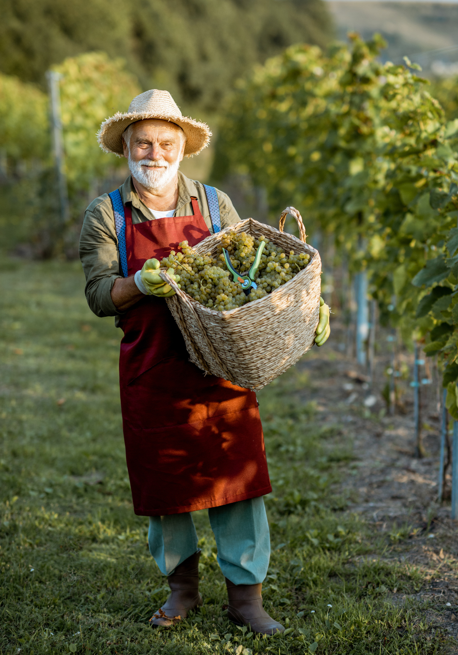 Older man in vineyard holding grapes
