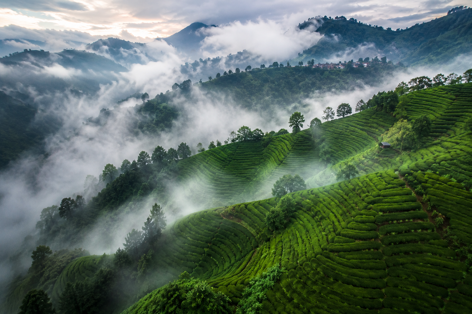 Rize aerial tea fields in fog