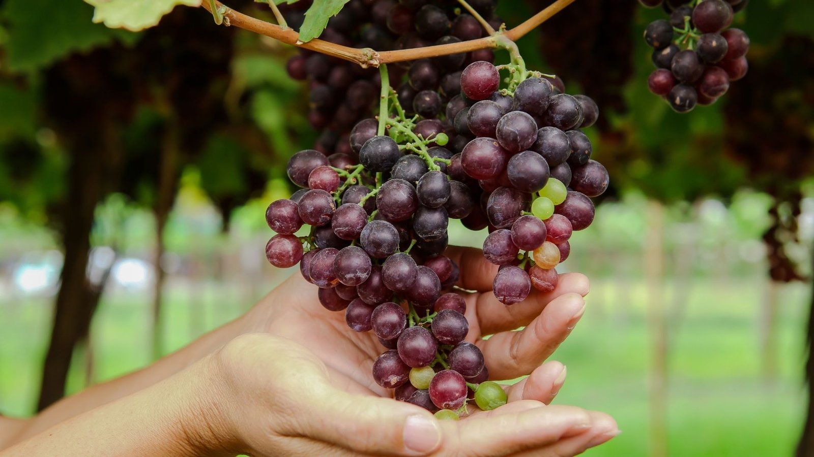https://healnest.indomura.com/wp-content/uploads/2026/05/Hands-Touching-Grapes-.jpg