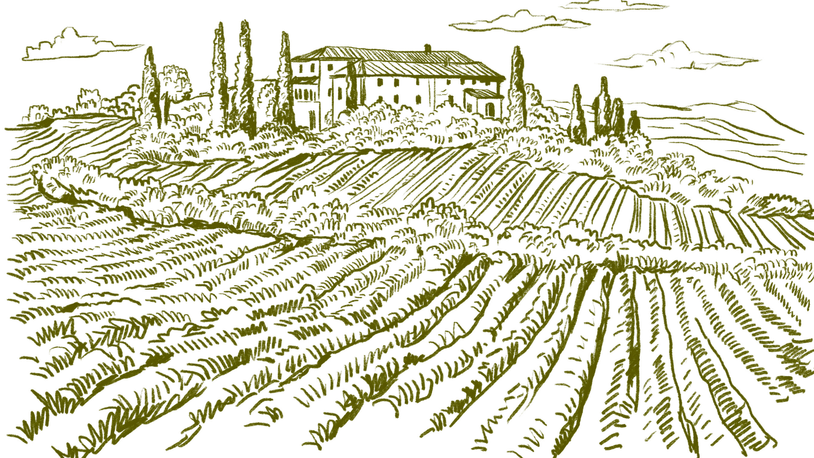 Vintage vineyard sketch
