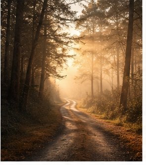 A quiet path in morning light